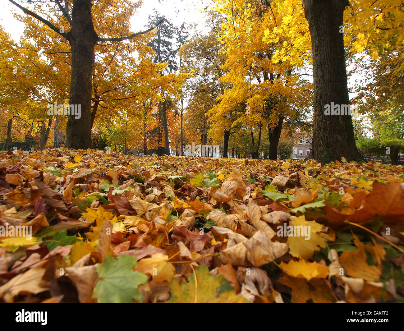 Caduta foglie in autunno park a tempo soleggiato Foto Stock