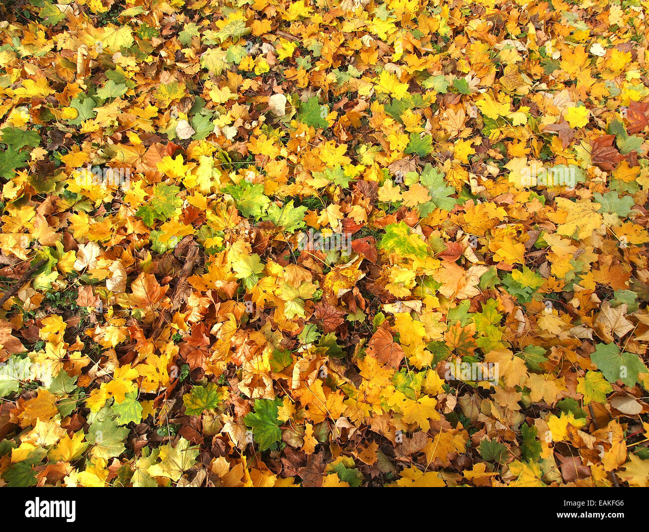 Caduta foglie in autunno park a tempo soleggiato Foto Stock