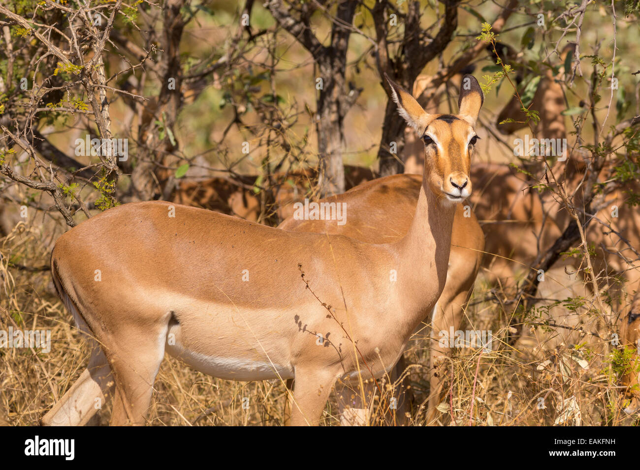 Parco Nazionale di Kruger, SUD AFRICA - Impala Foto Stock