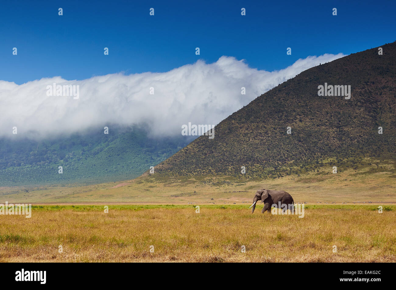 Un grande elefante maschio a piedi nella savana in Tanzania Ngorongoro Foto Stock