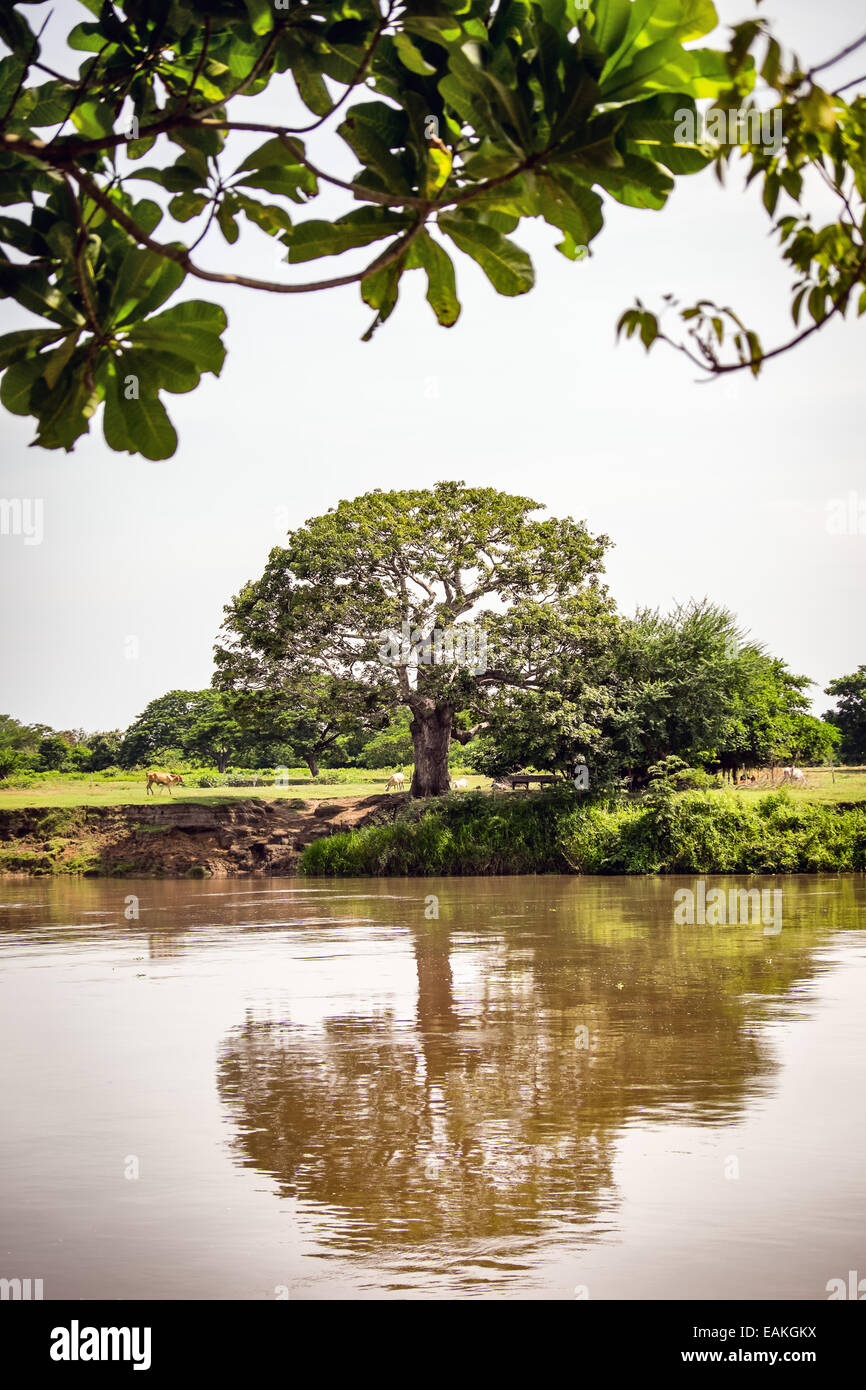 Un albero e il fiume Magdalena, Mompox Foto Stock