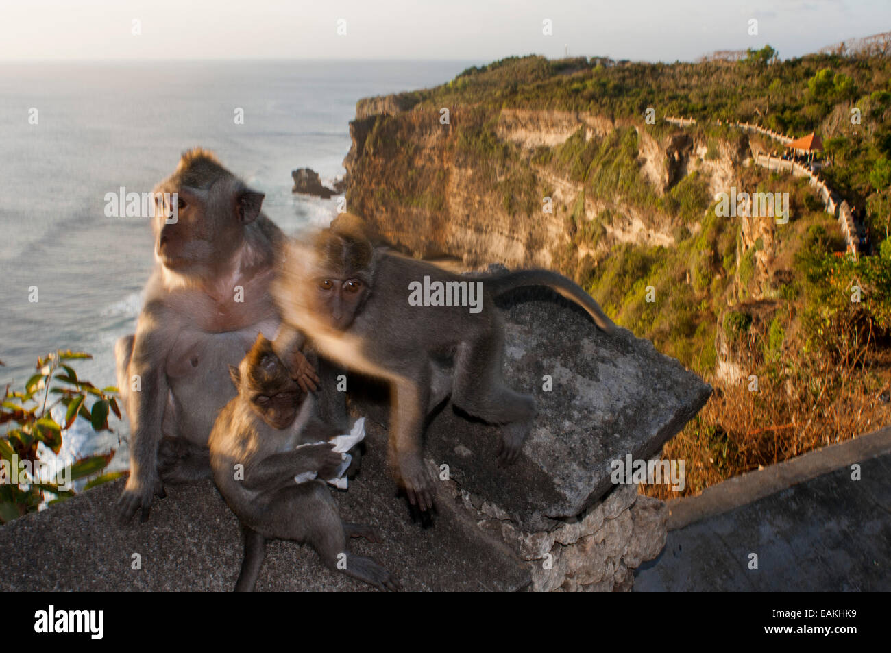 Le scimmie lungo le scogliere accanto all'Ulu Watu tempio Pura Luhur. Bali. Uluwatu Temple è un tempio indù impostato sulla scogliera in banca Foto Stock