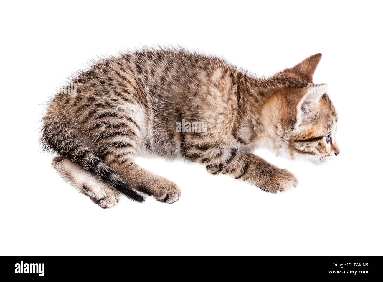 Un grazioso piccolo gattino isolate su un puro sfondo bianco Foto Stock