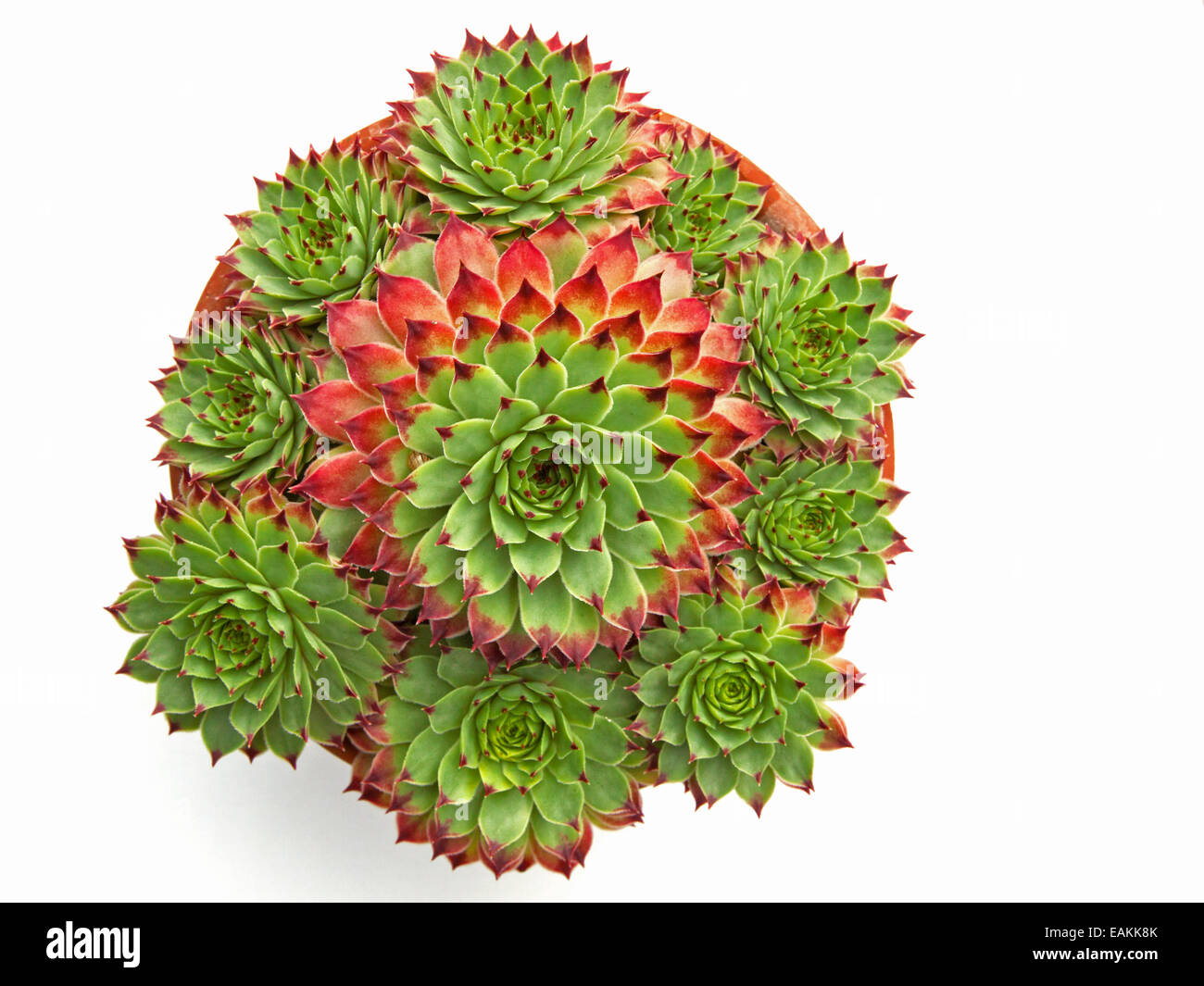Vasi di piante succulente ( Sempervivum hirtum ) e plantule Foto Stock
