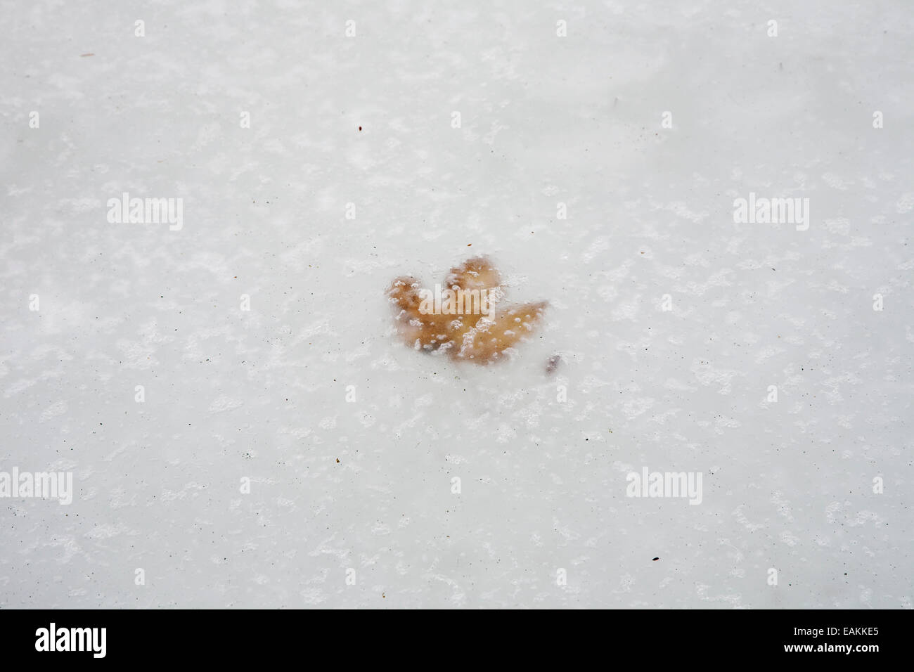 Foglie intrappolate nel ghiaccio in Selb, Germania Foto Stock