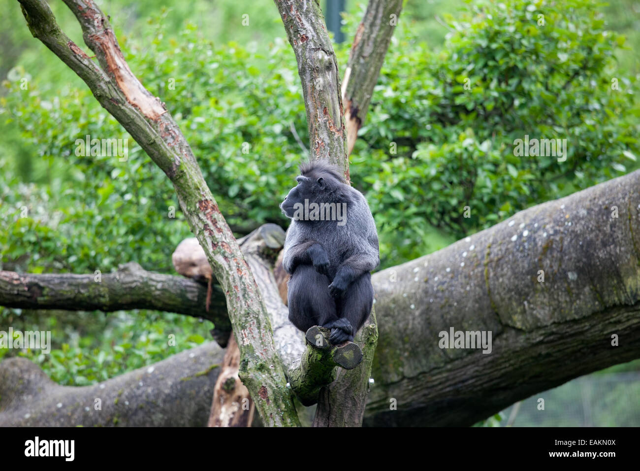 Crested macaco nero (Macaca nigra) seduto su un ramo di albero in Zoo di Rotterdam in Olanda, Paesi Bassi. Foto Stock