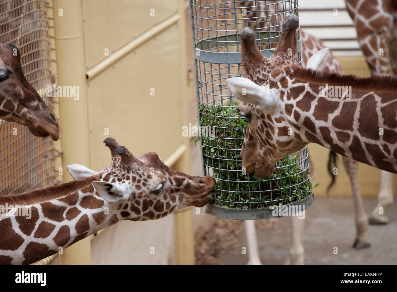 Le giraffe mangiano piante in lo Zoo di Rotterdam (il Diergaarde Blijdorp) in Olanda, Paesi Bassi. Foto Stock