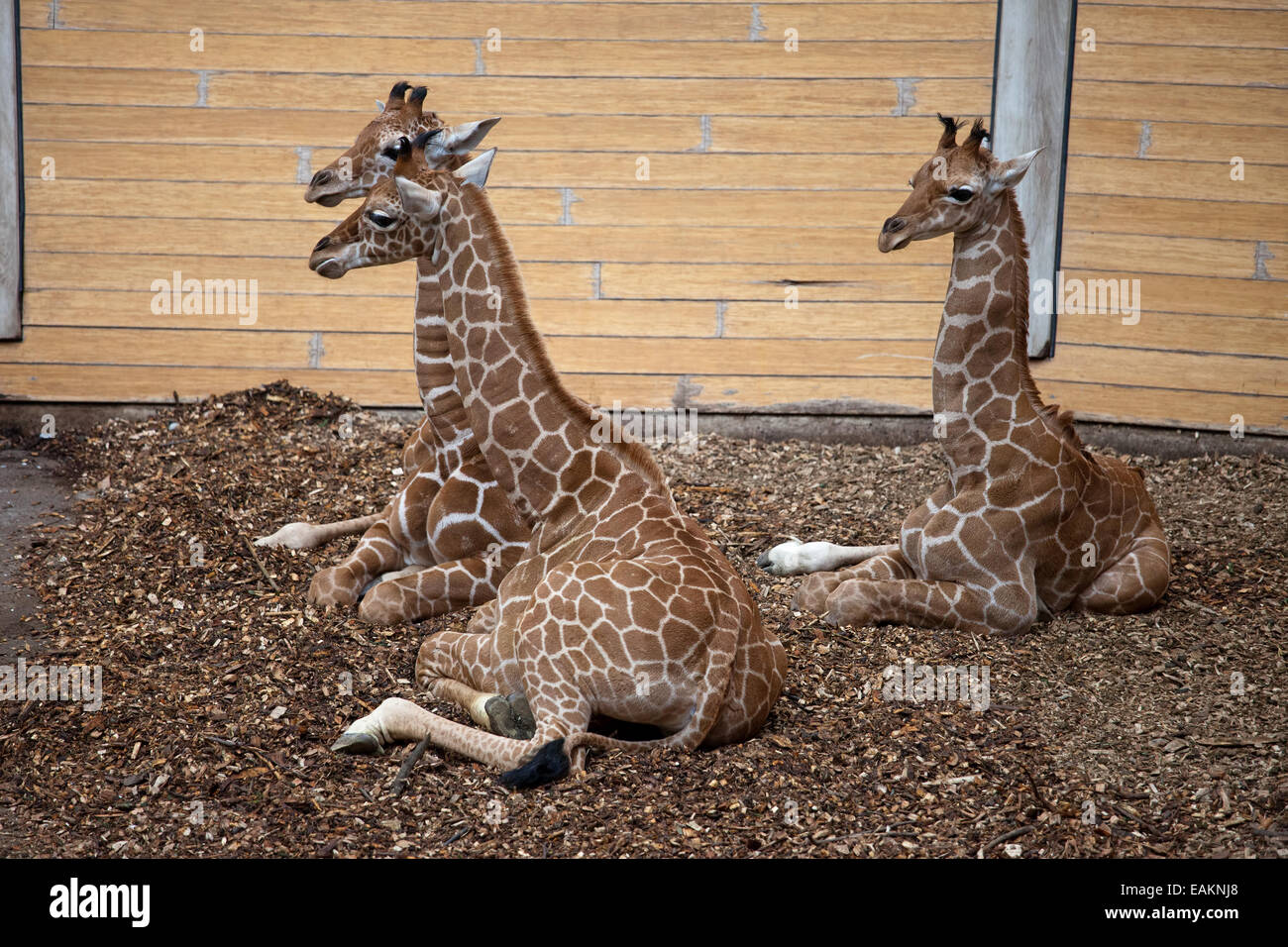 Baby giraffe in lo Zoo di Rotterdam (il Diergaarde Blijdorp) in Olanda, Paesi Bassi. Foto Stock