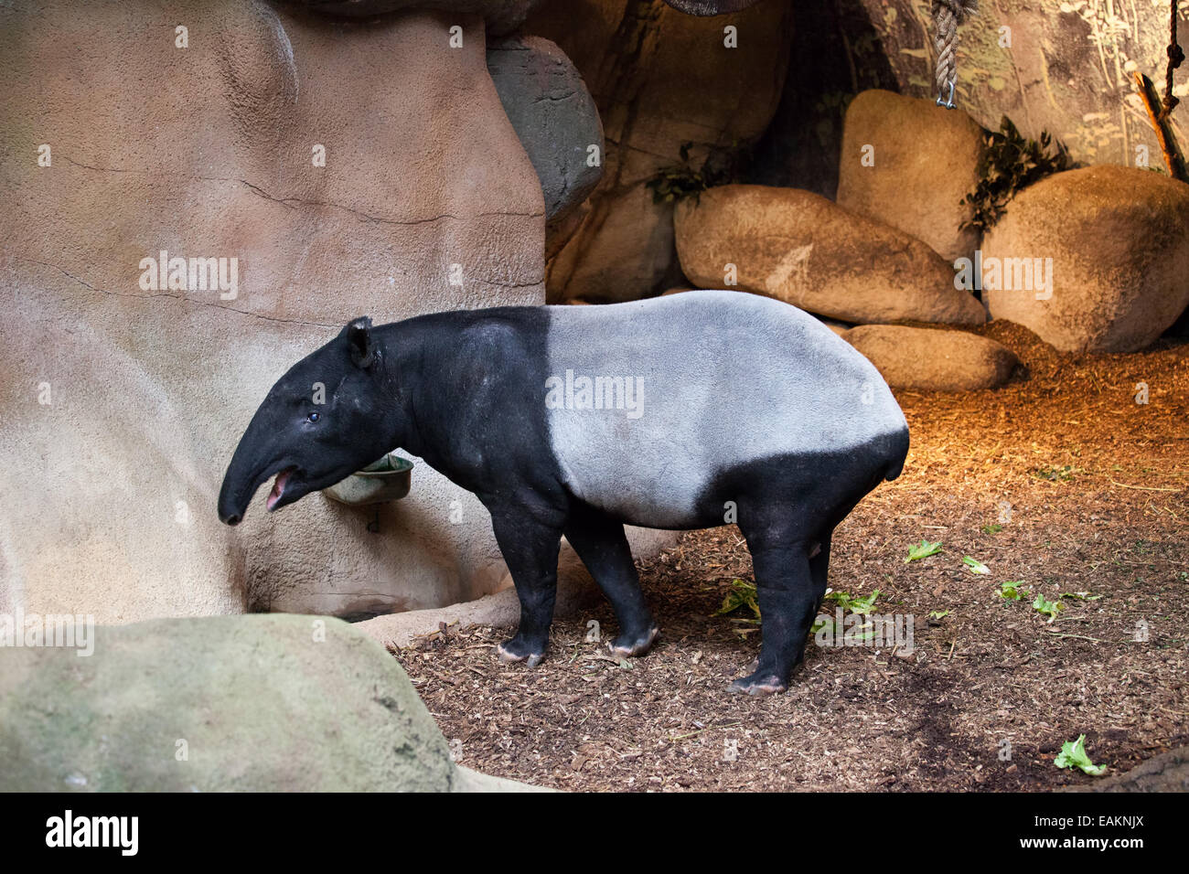 Il tapiro: la malese in lo Zoo di Rotterdam (il Diergaarde Blijdorp) in Olanda, Paesi Bassi. Foto Stock