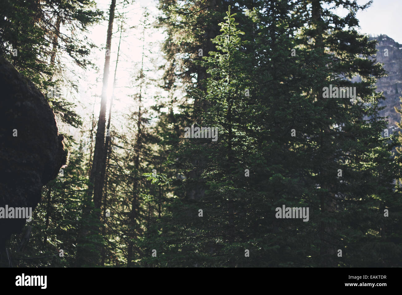 Il sole splende attraverso i pini di montagna vicino a Bozeman, Montana. (Foto di Bess Brownlee) Foto Stock