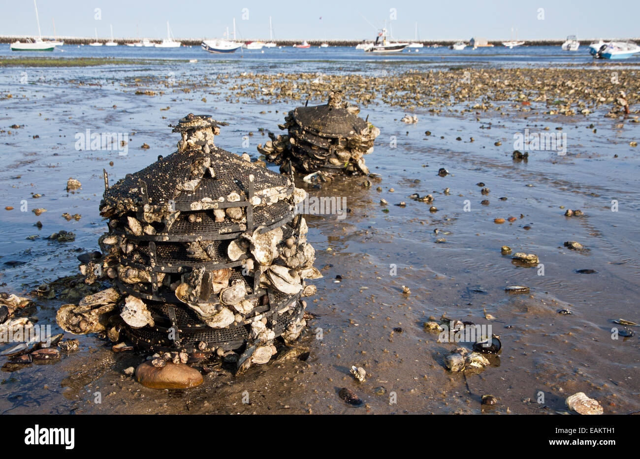 Oyster acquacoltura " Cina Caps' nella baia di Cape Cod utilizzato per raccogliere le larve dalla deposizione delle uova ostriche per uso da parte dell'acquacoltura agricoltura. Foto Stock