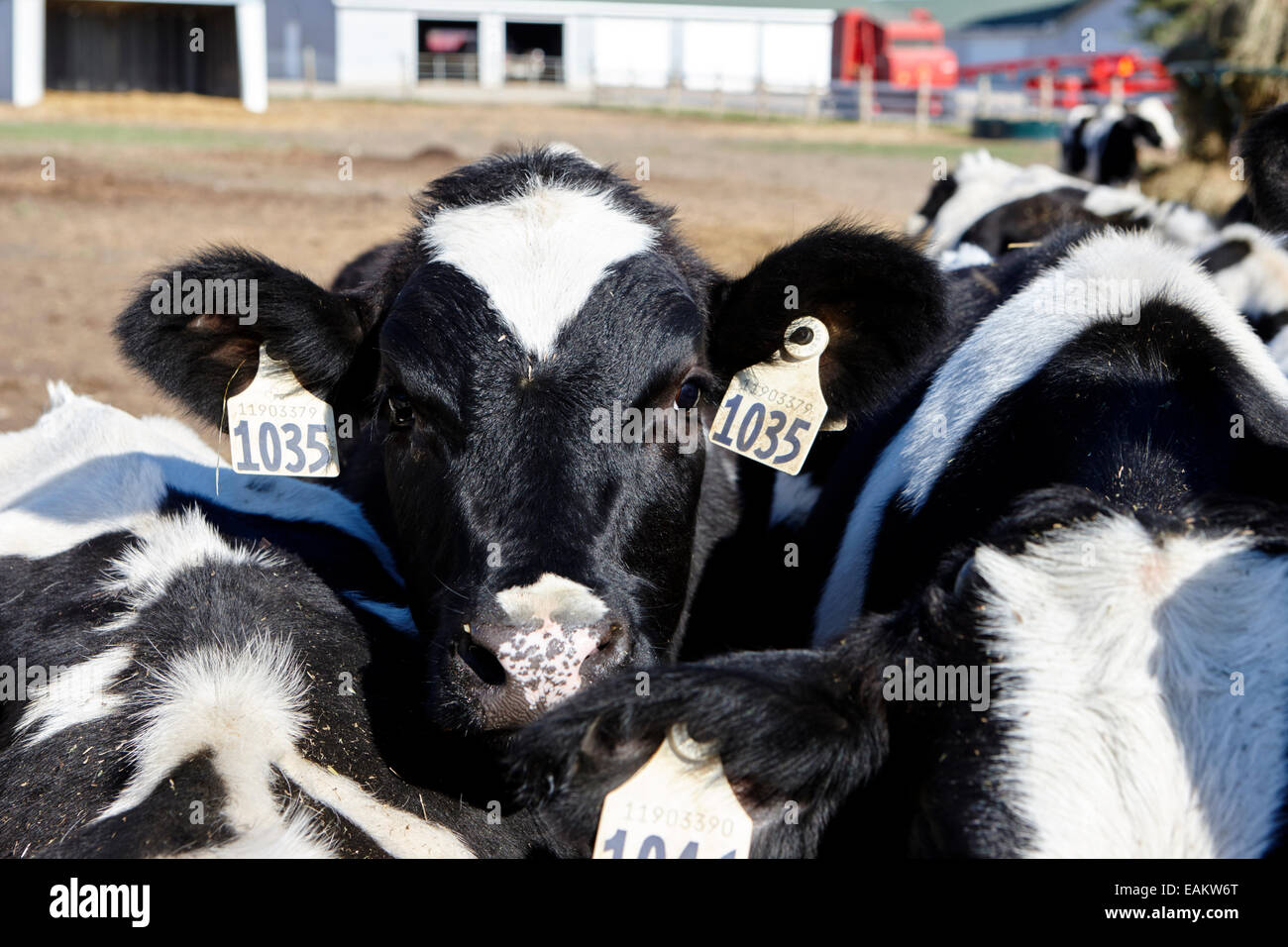 Mucca con marchi auricolari di bovini da carne allevamento saskatoon Saskatchewan Canada Foto Stock