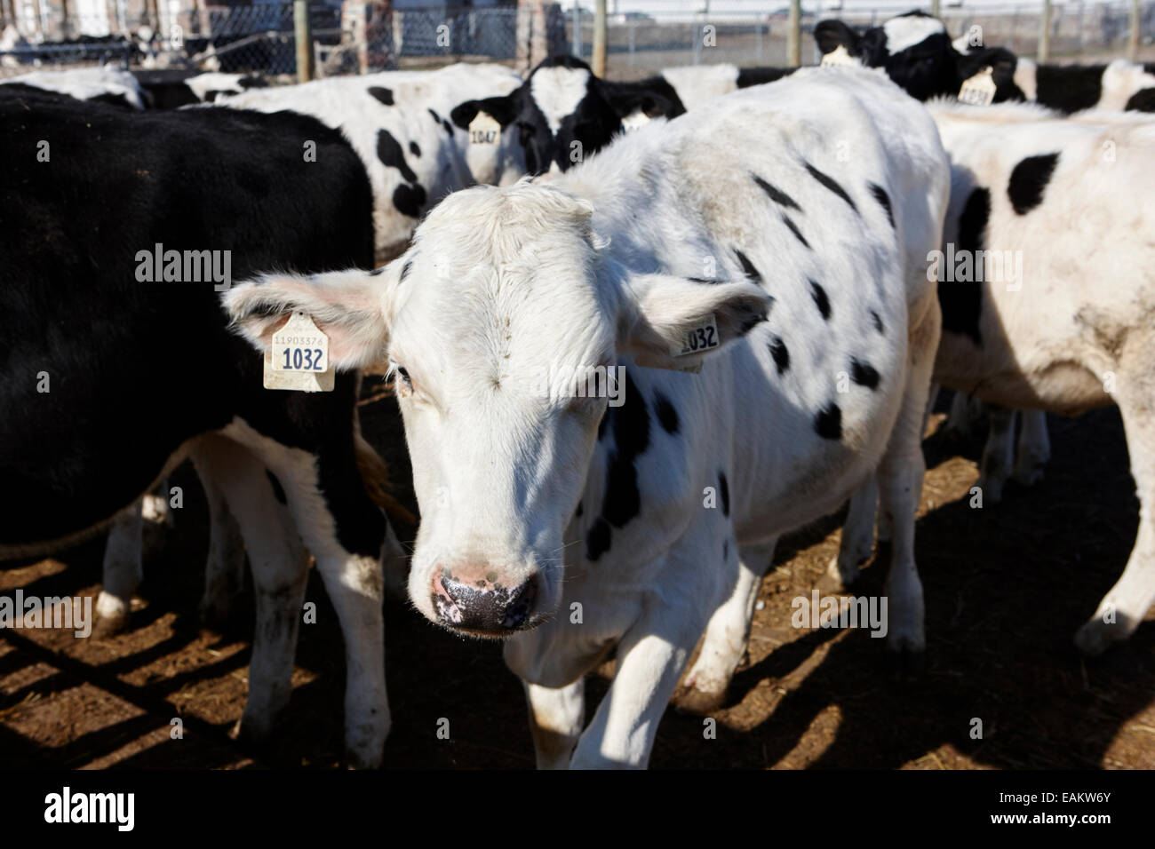 Mucca con marchi auricolari di bovini da carne allevamento saskatoon Saskatchewan Canada Foto Stock