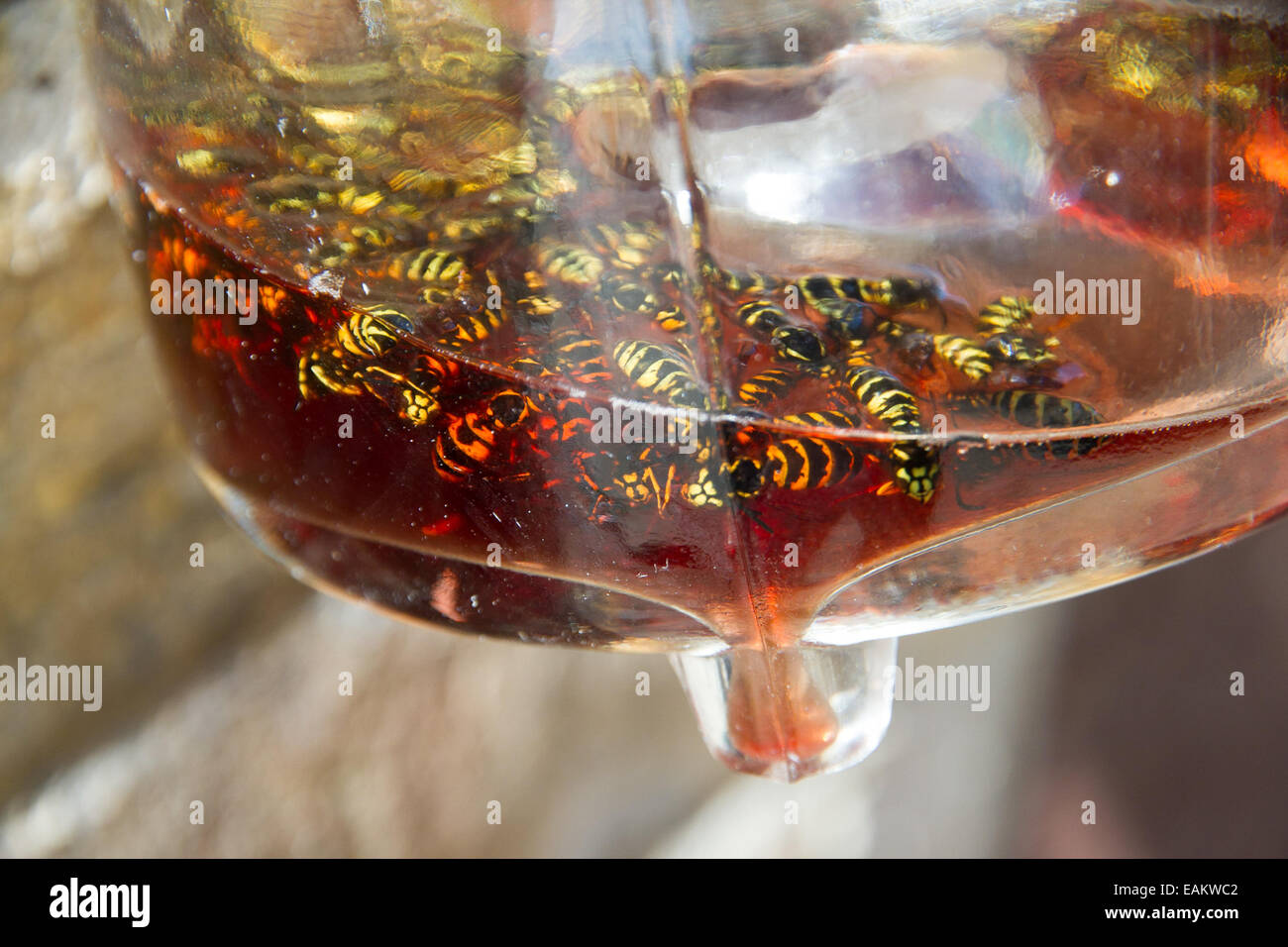 Affogato vespe in rosso sangue/ambra acqua e del vetro Foto Stock