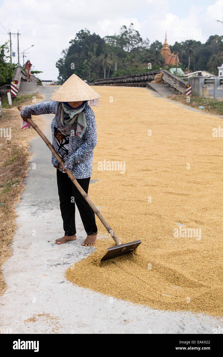 Lavoratori a rastrellare essiccazione riso su una strada chiusa in Tra Vinh, Delta del Mekong, Vietnam. Foto Stock