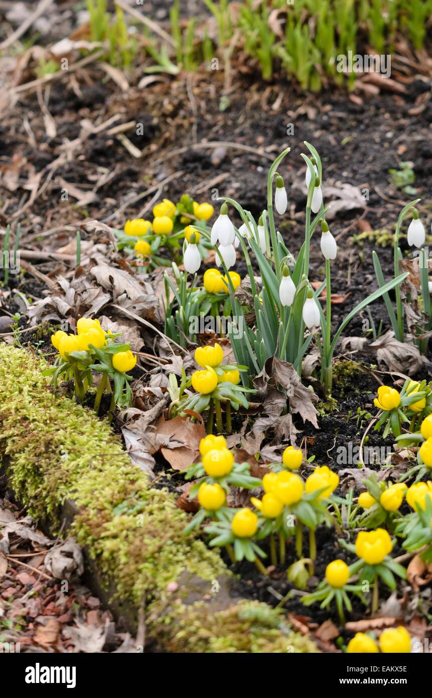 Comune (snowdrop Galanthus nivalis) e in inverno (Aconitum eranthis hyemalis) Foto Stock