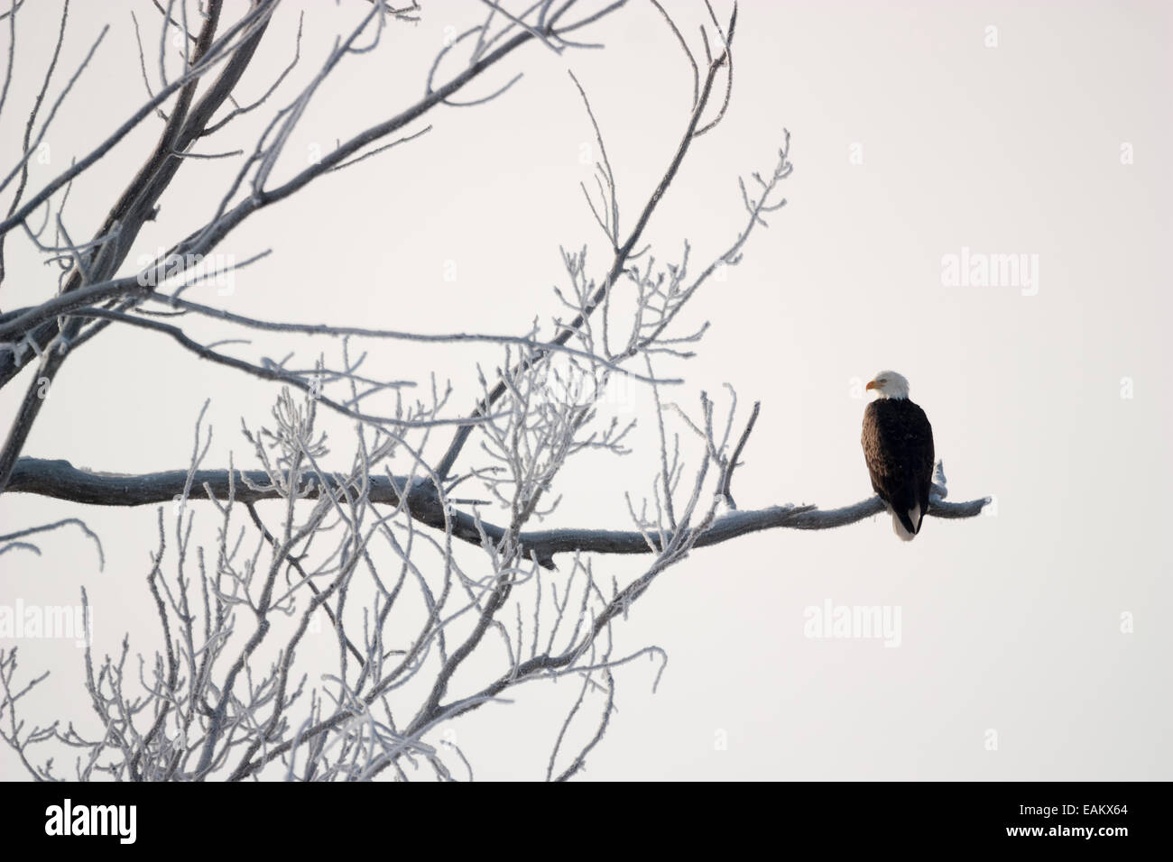 Eagle poggia su frost coperto il ramo lungo il fiume Missouri nel western Iowa. Foto Stock