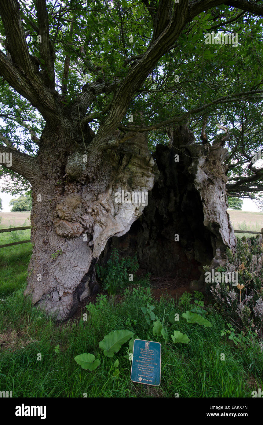 La Queen Elizabeth 1 Oak. Cowdray Park, Midhurst, Sussex, Regno Unito. Uno dei cinquanta grandi alberi britannico. Rovere [Quercus petraea] Foto Stock