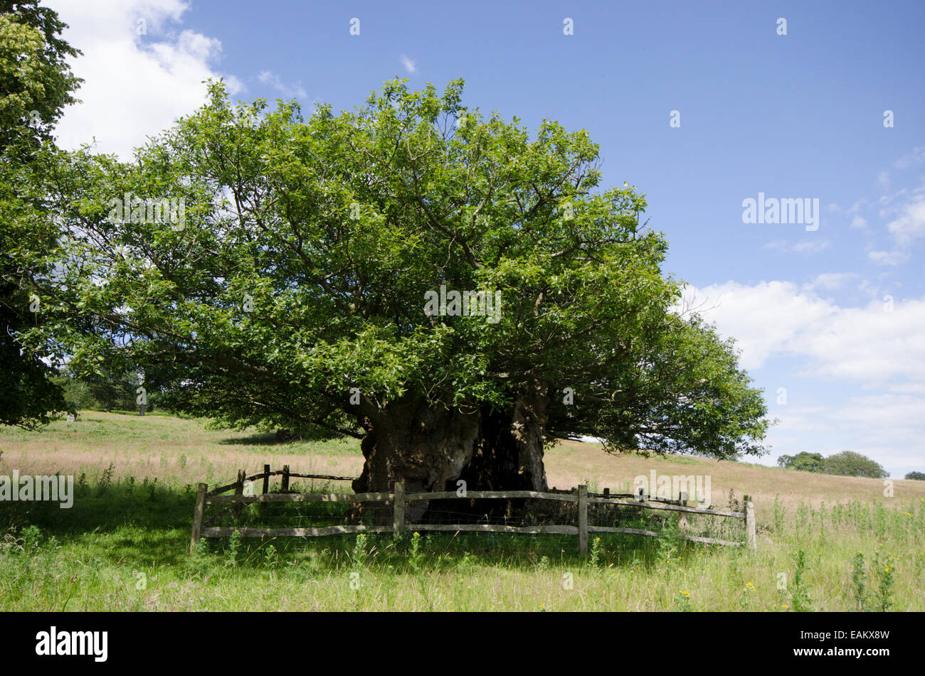 La Queen Elizabeth 1 Oak. Cowdray Park, Midhurst, Sussex, Regno Unito. Uno dei cinquanta grandi alberi britannico. Rovere [Quercus petraea] Foto Stock