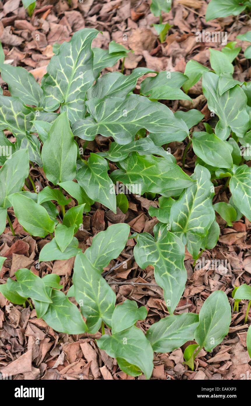 Arum italiano (arum italicum) Foto Stock