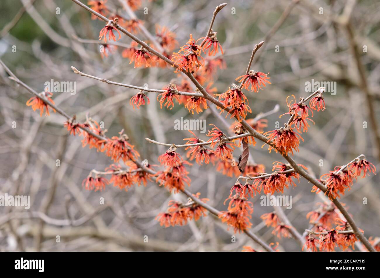 Amamelide (hamamelis x intermedia 'diane') Foto Stock