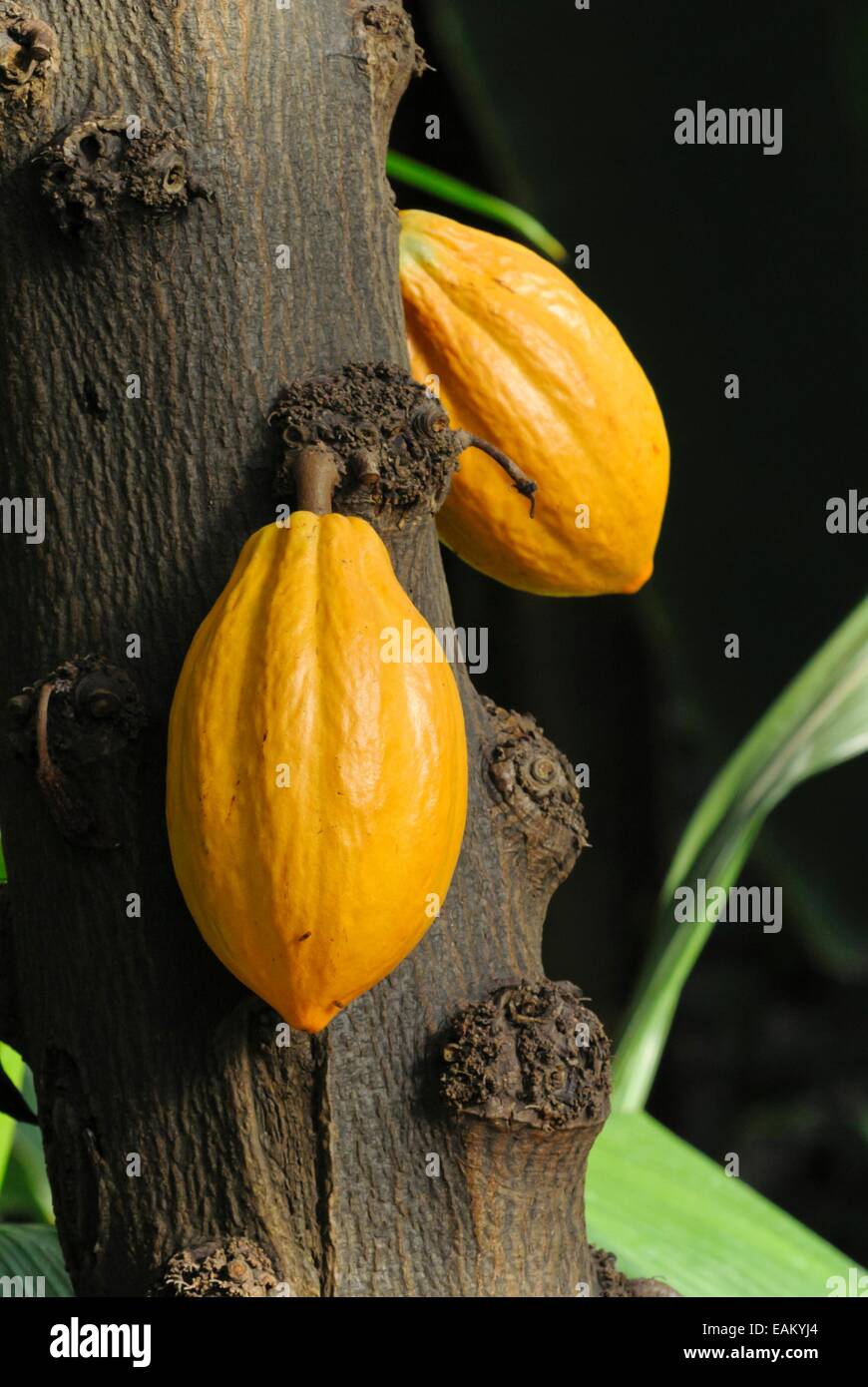 Albero di cacao (Theobroma cacao) Foto Stock
