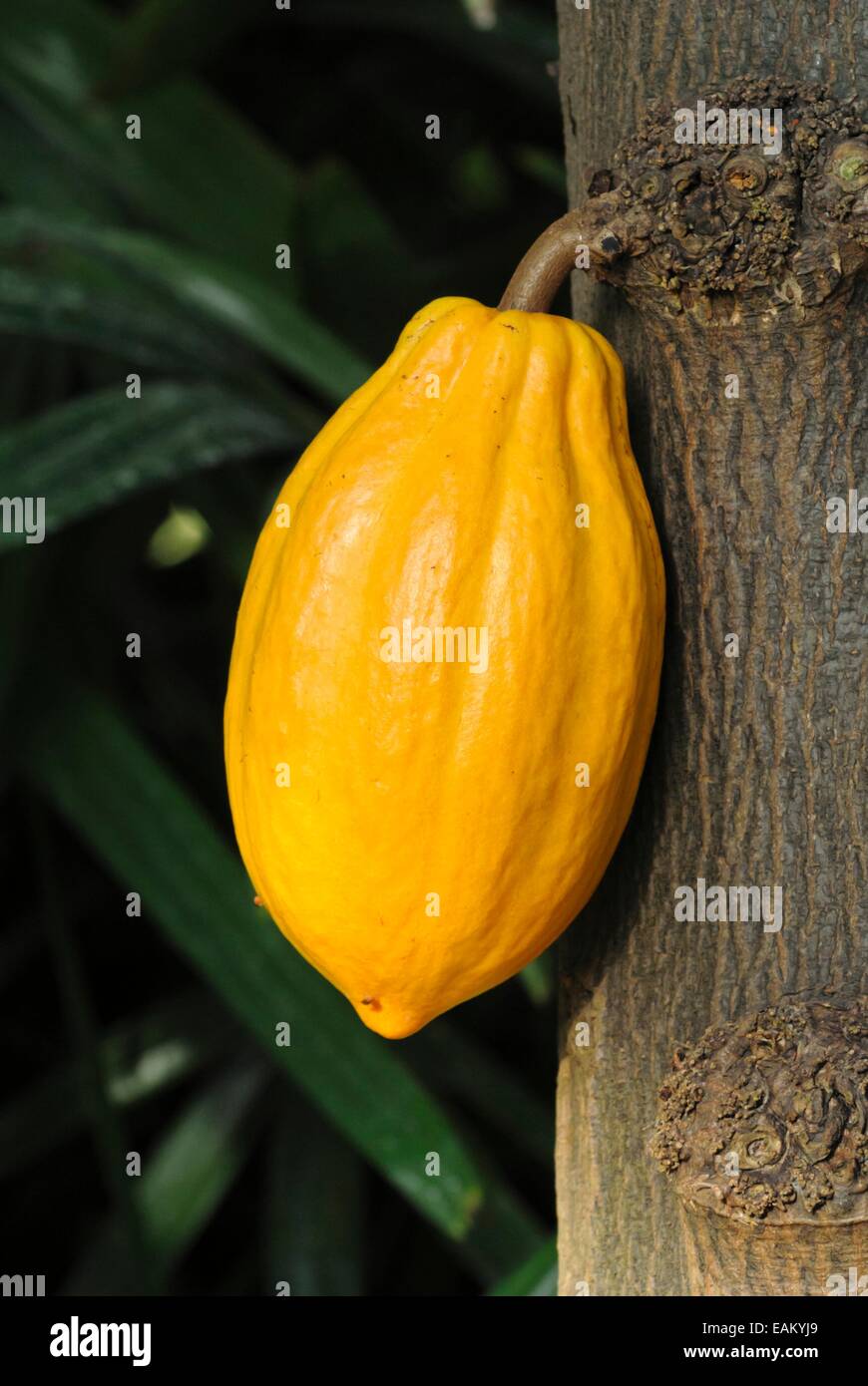 Albero di cacao (Theobroma cacao) Foto Stock