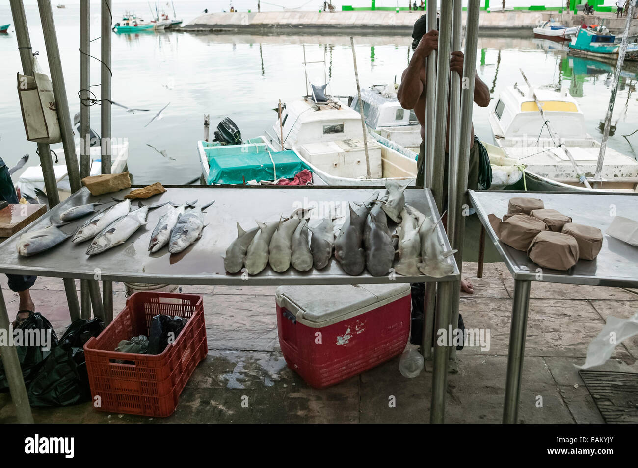 Pesce fresco comprendente una varietà di squalo in vendita lungo la Melecon in Campeche, Messico. Foto Stock