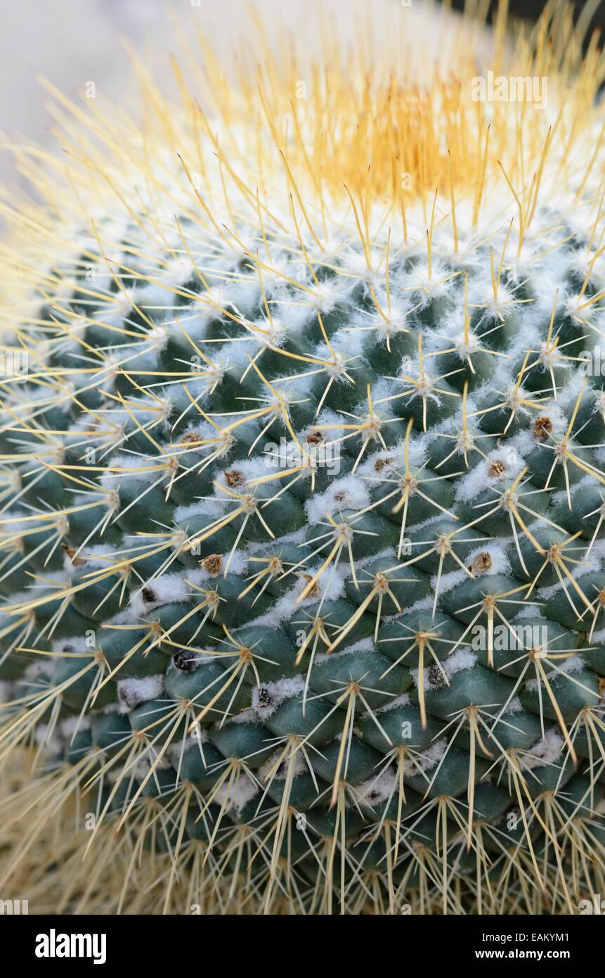 Nipplo cactus (mammillaria petersonii) Foto Stock