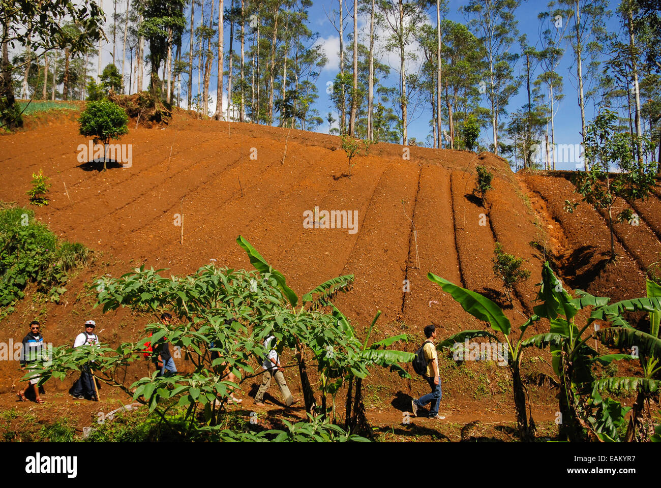 Gli utilizzatori di alberi camminano su un sentiero sotto un campo agricolo nel Parco Nazionale Gede Pangrango, durante un programma di riabilitazione forestale in Indonesia. Foto Stock