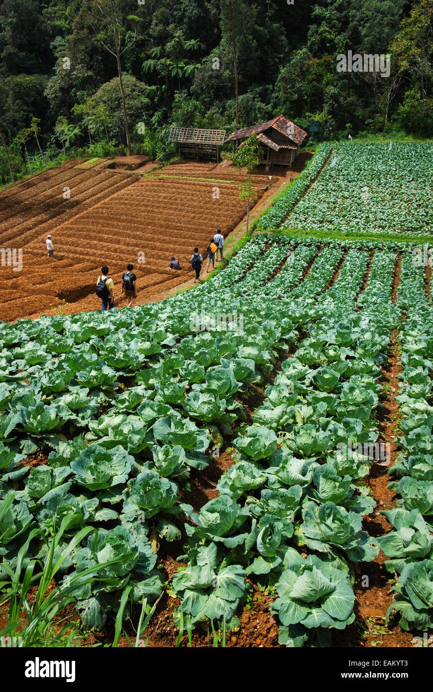Escursionisti, amanti degli alberi, passando per una fattoria di cavoli vicino al villaggio di Sarongge, appena fuori dal Parco Nazionale di Gede Pangrango. Foto Stock