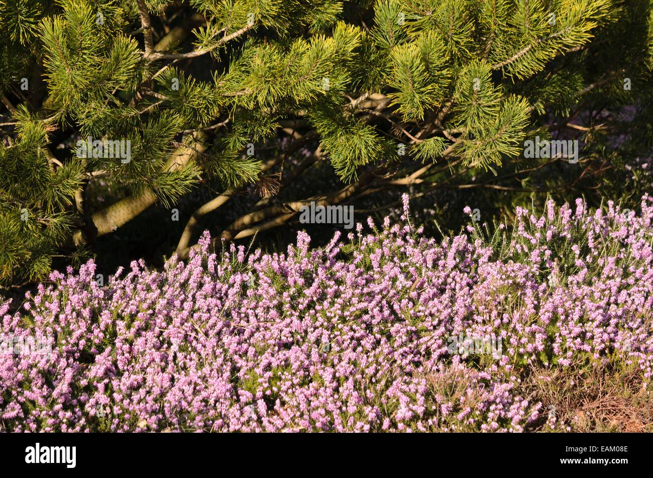 Inverno erica (Erica carnea 'inverno bellezza' syn. erica herbacea 'inverno beauty") e di pino silvestre (Pinus sylvestris 'aurea') Foto Stock