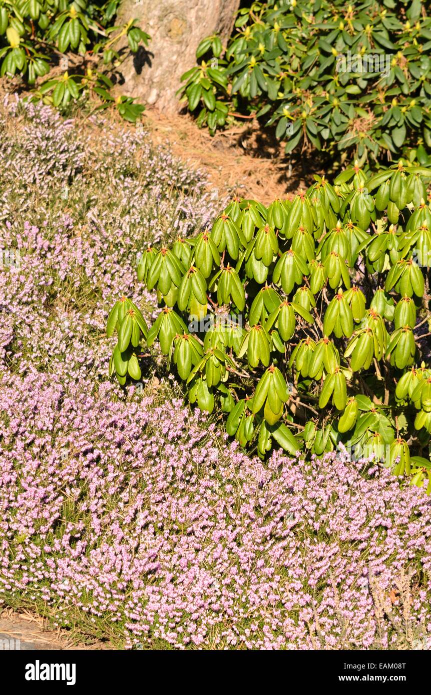 Inverno erica (Erica carnea 'inverno bellezza' syn. erica herbacea 'inverno bellezza') e Rododendri (Rhododendron) Foto Stock