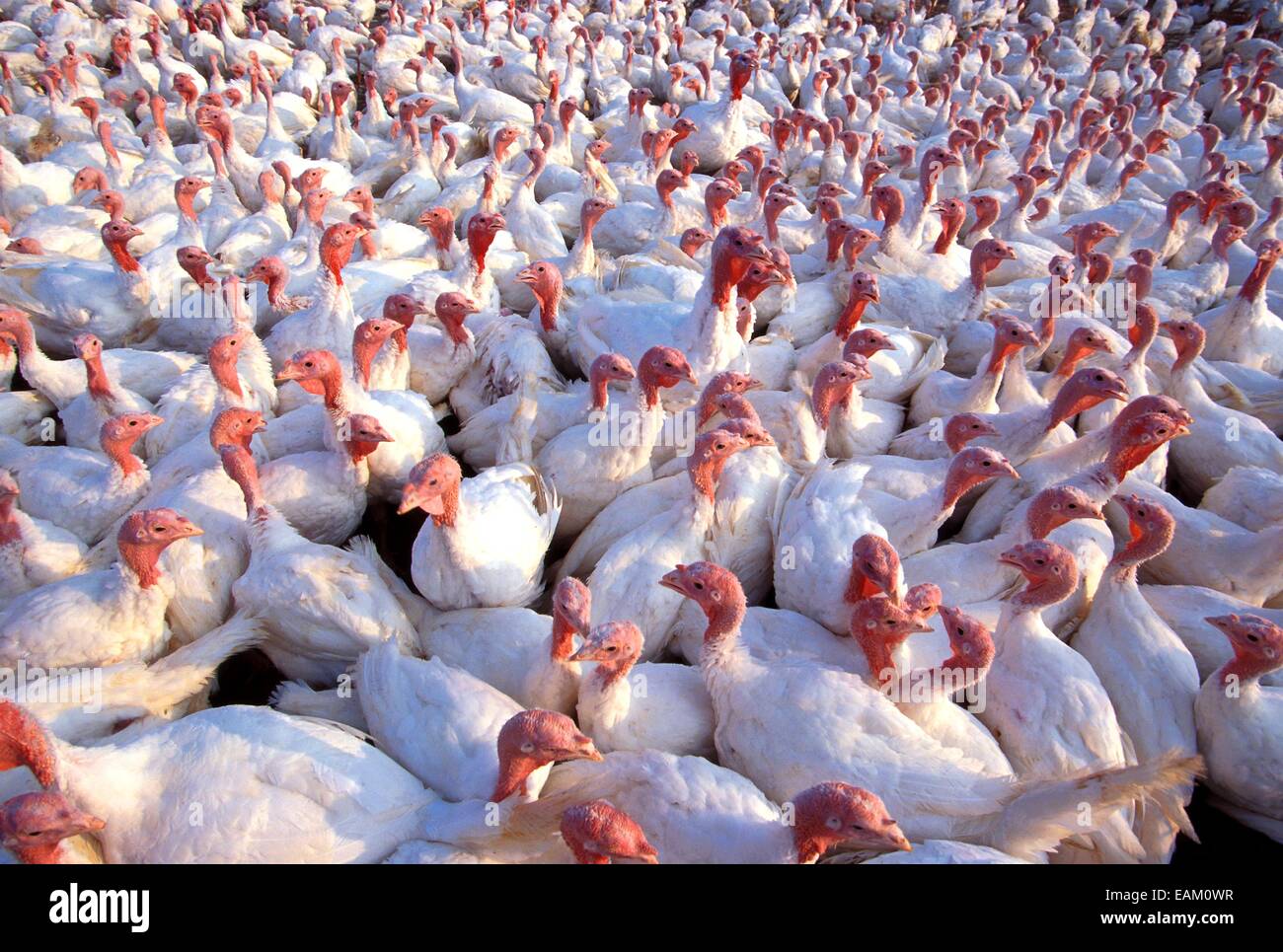 Petto ampio femmina bianca della Turchia a un pollame commerciale azienda agricola negli Stati Uniti. Foto Stock