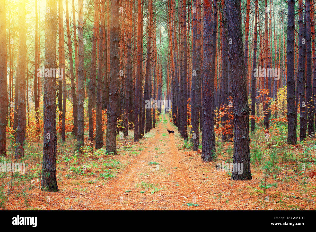 Foresta di autunno Foto Stock