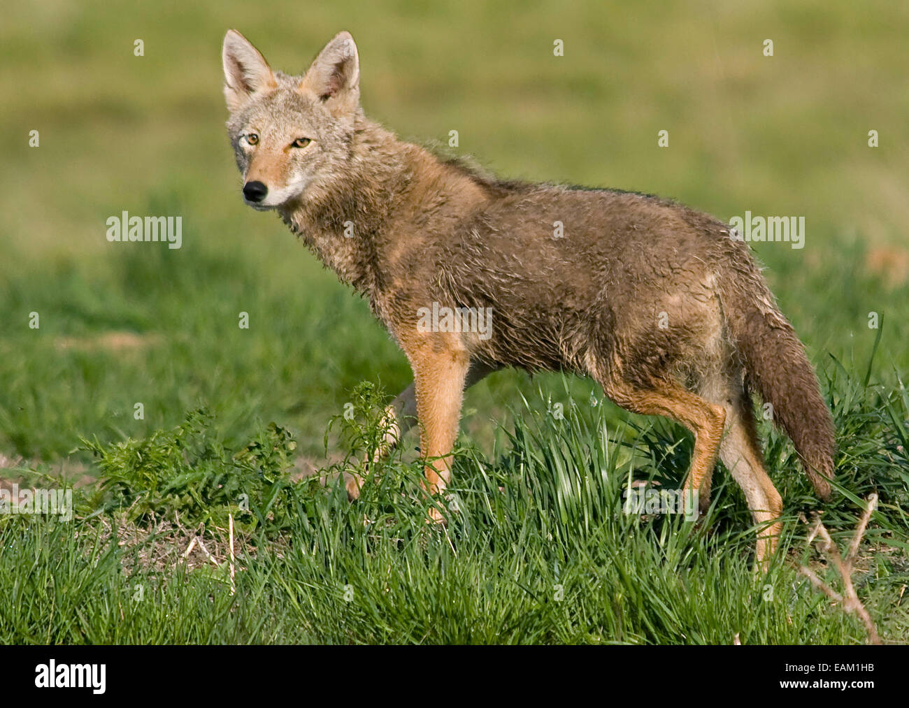 Un coyote cerca preda nella primavera del Rocky Mountain Arsenal National Wildlife Refuge in Commerce City, Colorado. Foto Stock
