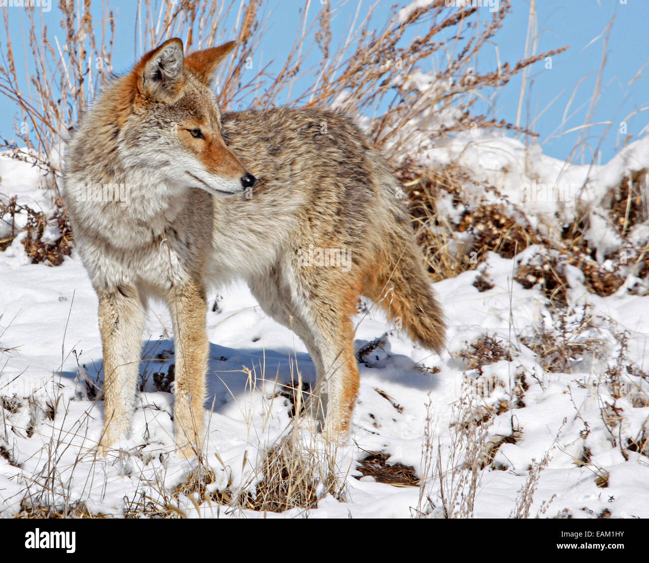 Un coyote cerca preda nella neve a Rocky Mountain Arsenal National Wildlife Refuge in Commerce City, Colorado. Foto Stock