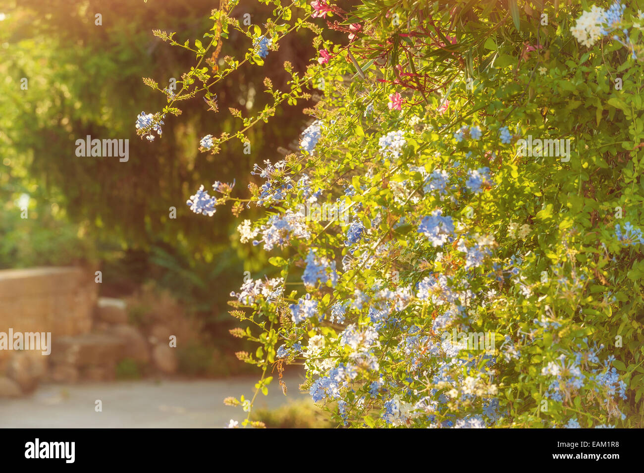 Fiori blu presso la famiglia rurale in Toscana in una bella giornata di sole Foto Stock