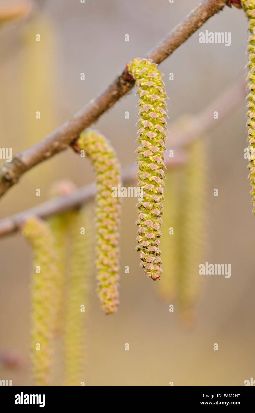 Giapponese nocciolo (Corylus sieboldiana) con fiori maschili Foto Stock