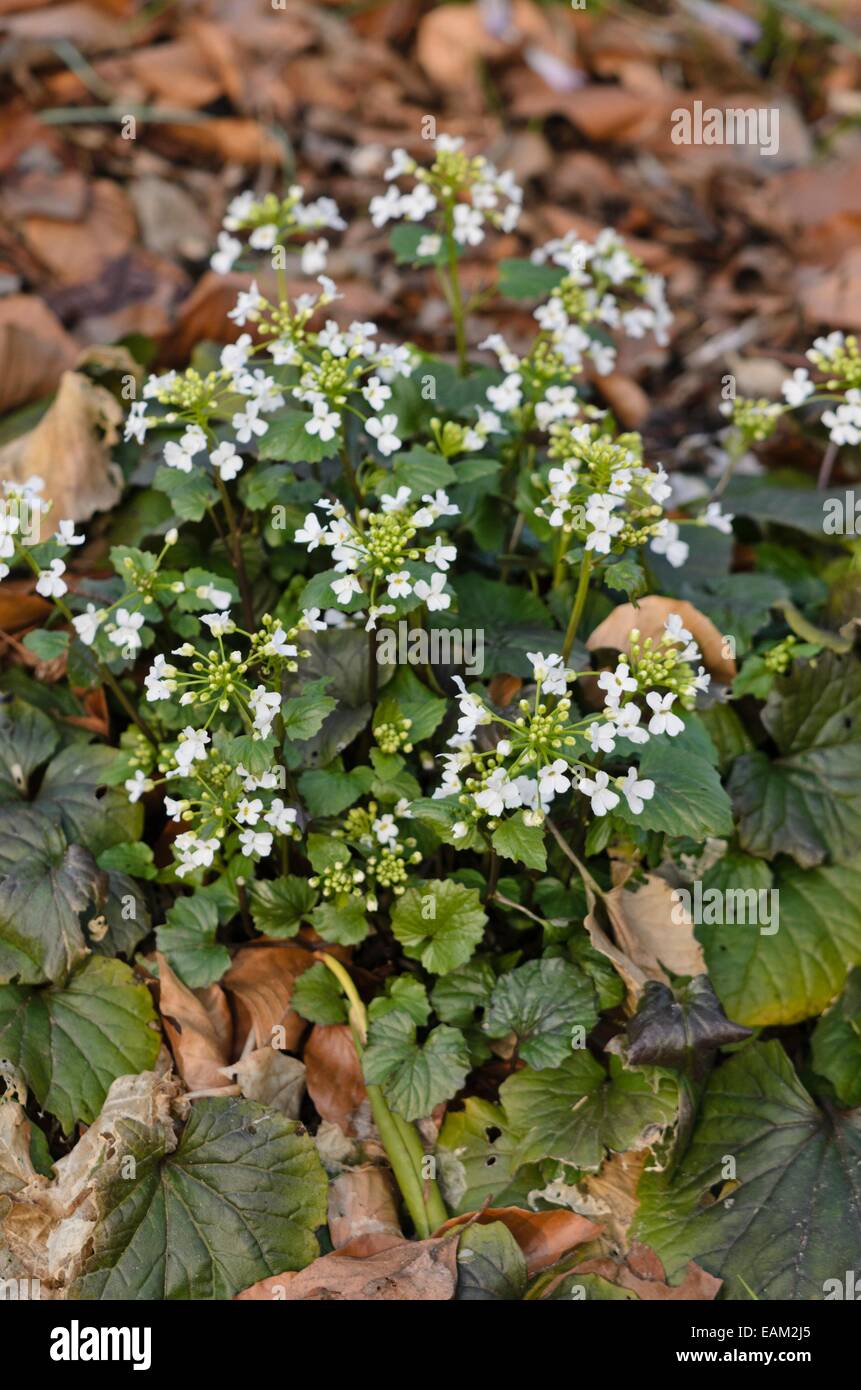 Pachyphragma macrophylla Foto Stock