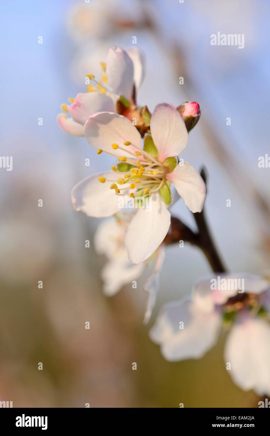 Almond (Prunus dulcis) Foto Stock