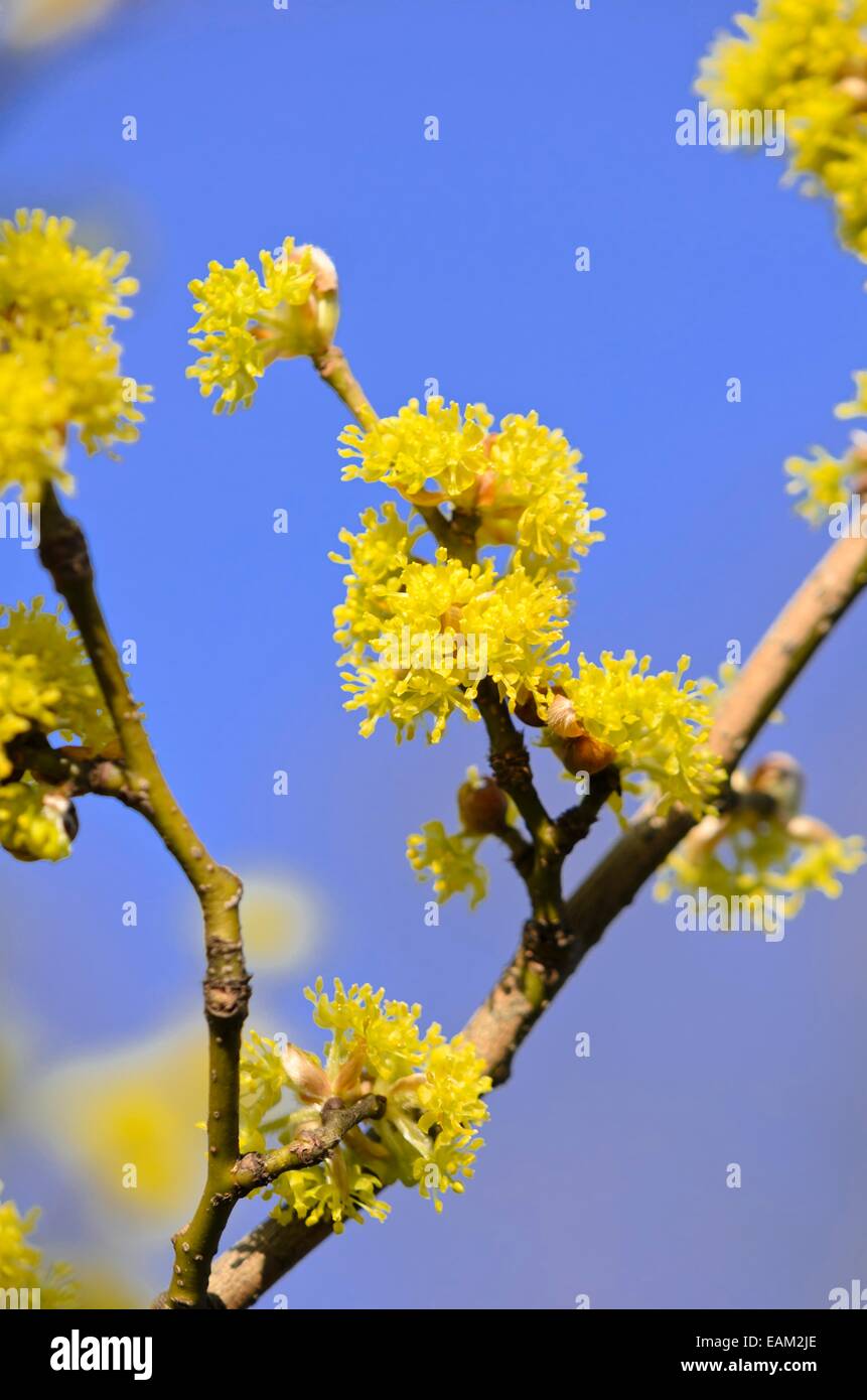 Lindera obtusiloba Foto Stock