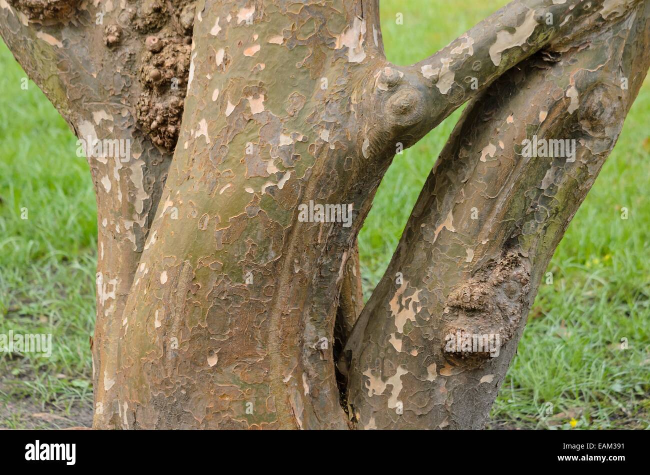 Il persiano ironwood (parrotia persica) Foto Stock