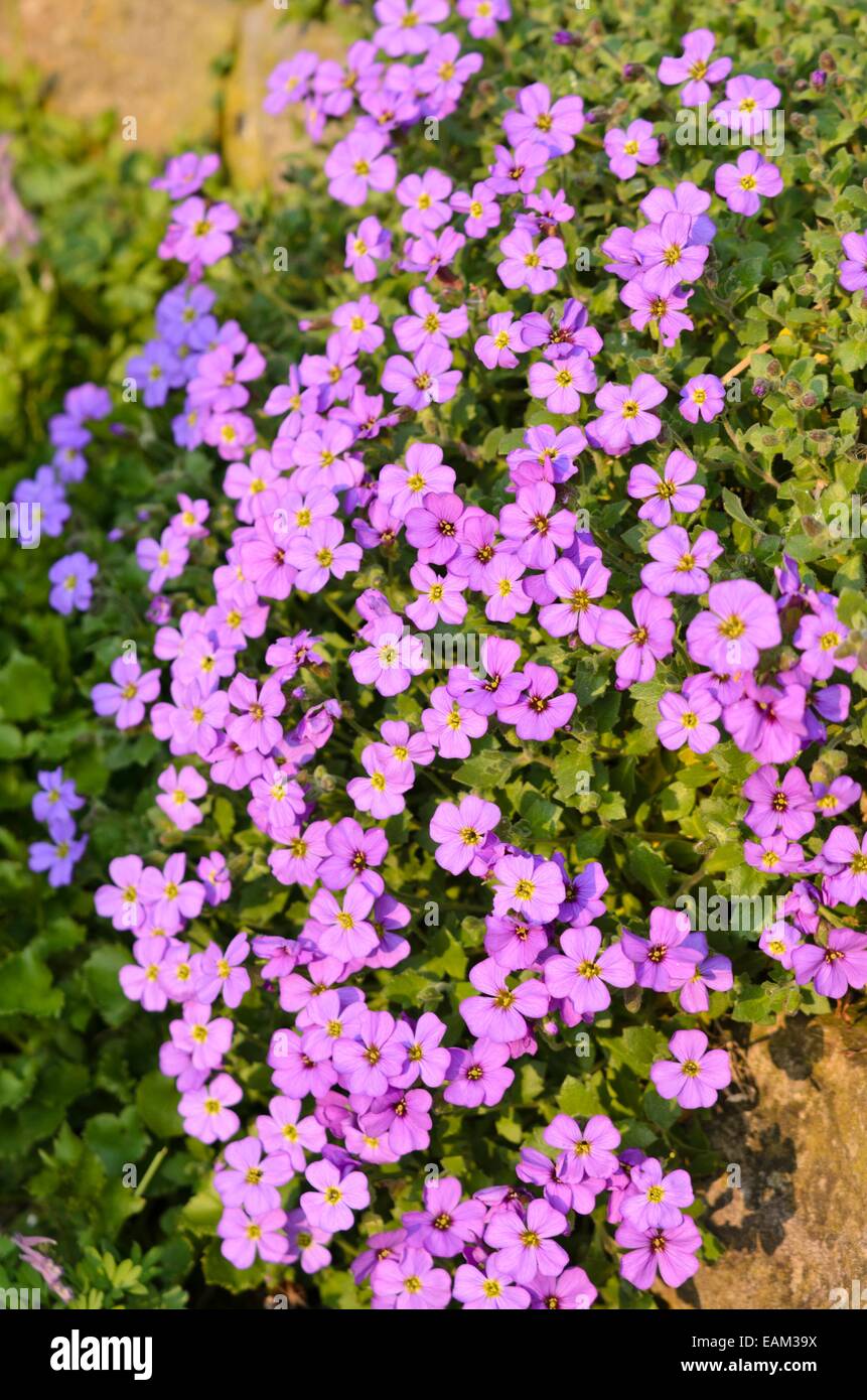 Aubrieta (aubrieta) Foto Stock