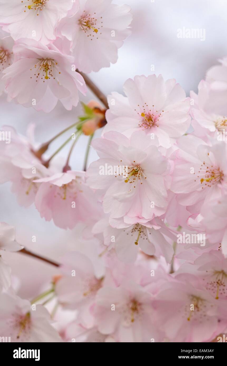 Autunno ciliegio (Prunus subhirtella x sargentii 'riconoscimento') Foto Stock