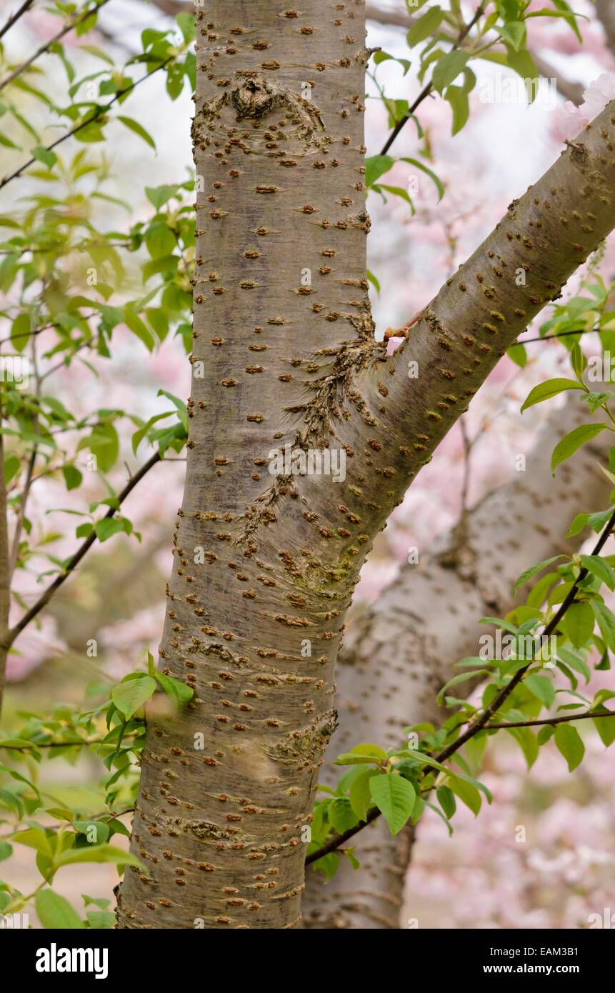 Autunno ciliegio (Prunus subhirtella x sargentii 'riconoscimento') Foto Stock