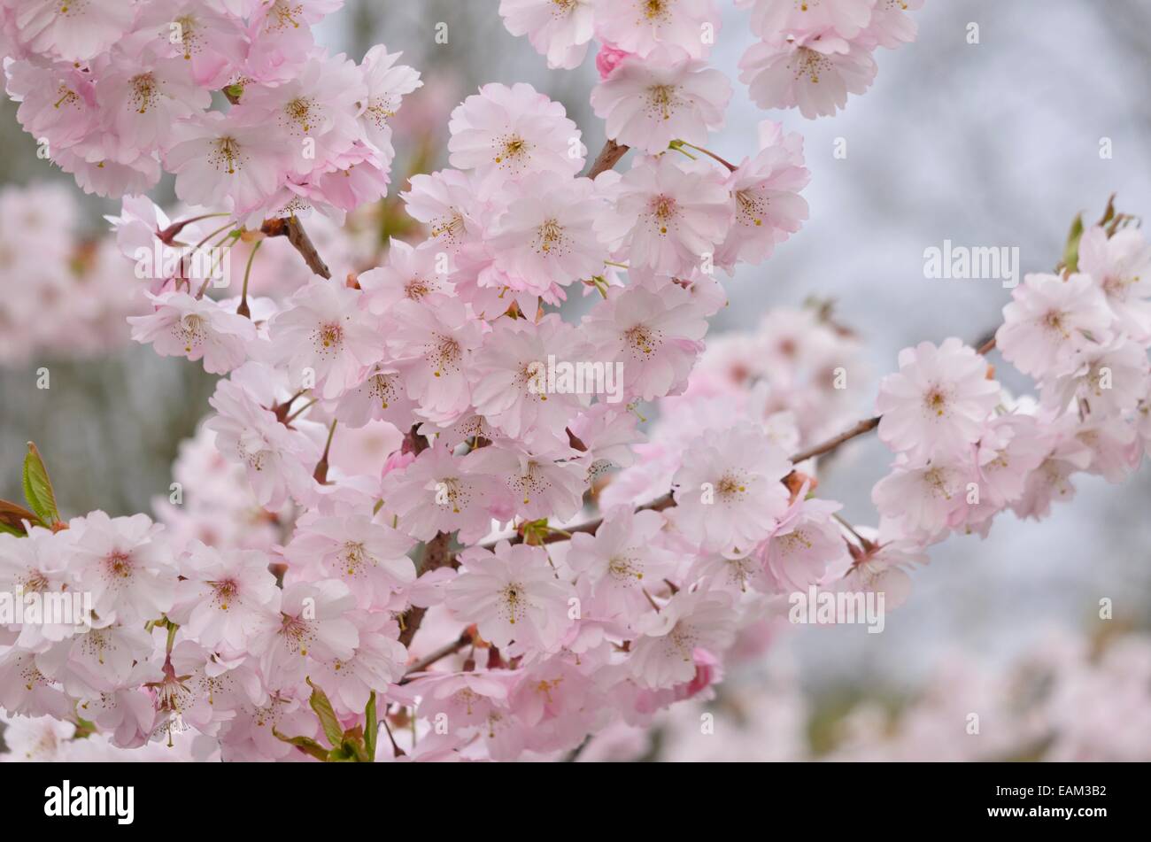Autunno ciliegio (Prunus subhirtella x sargentii 'riconoscimento') Foto Stock