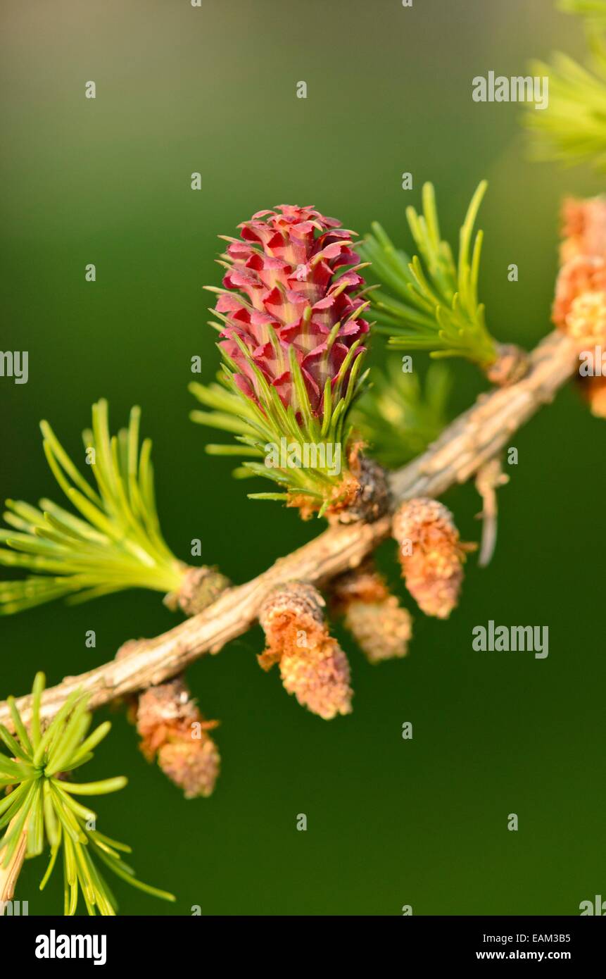 Unione larice (Larix decidua) con femmina e fiori maschili Foto Stock
