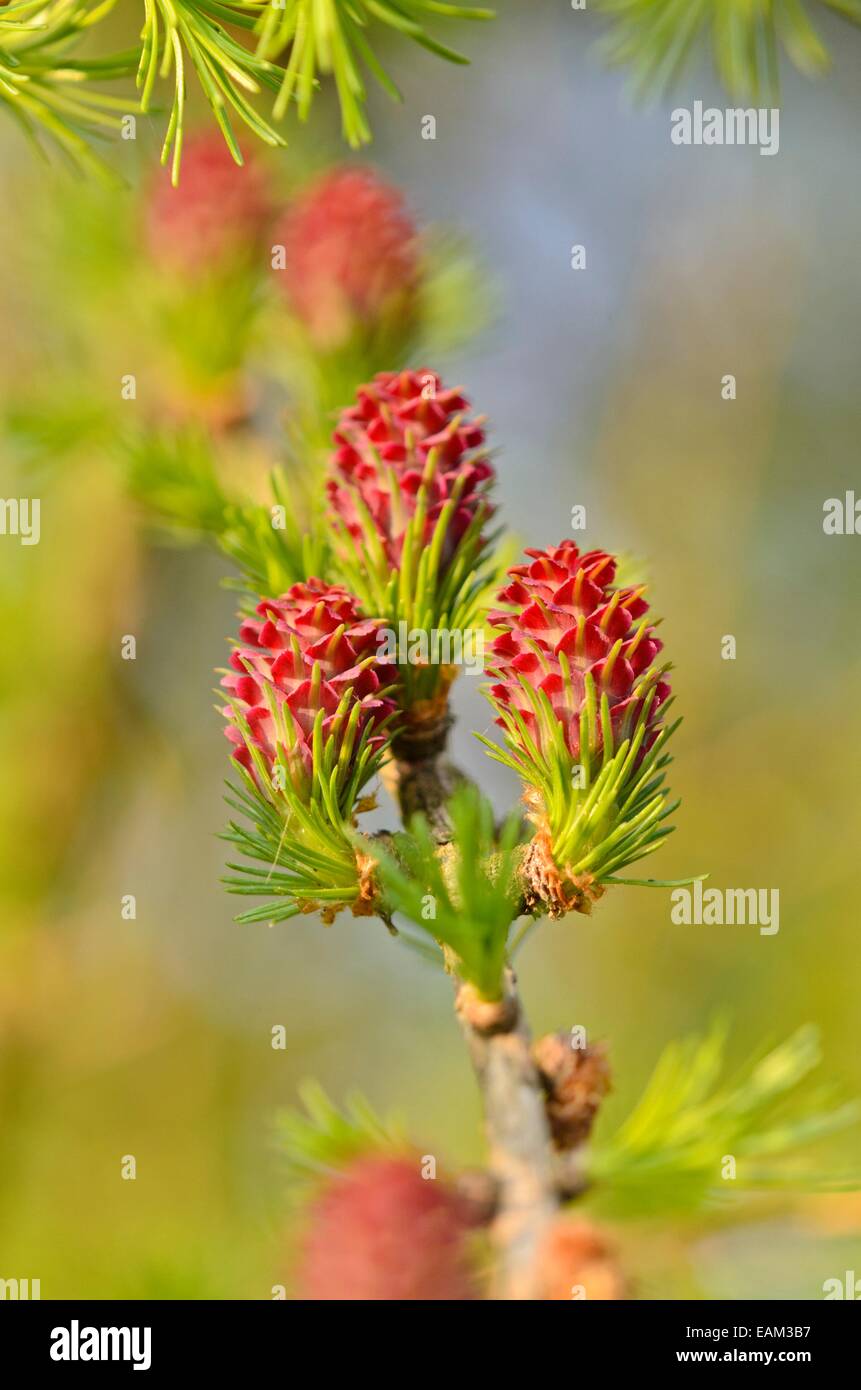 Unione larice (Larix decidua) Foto Stock