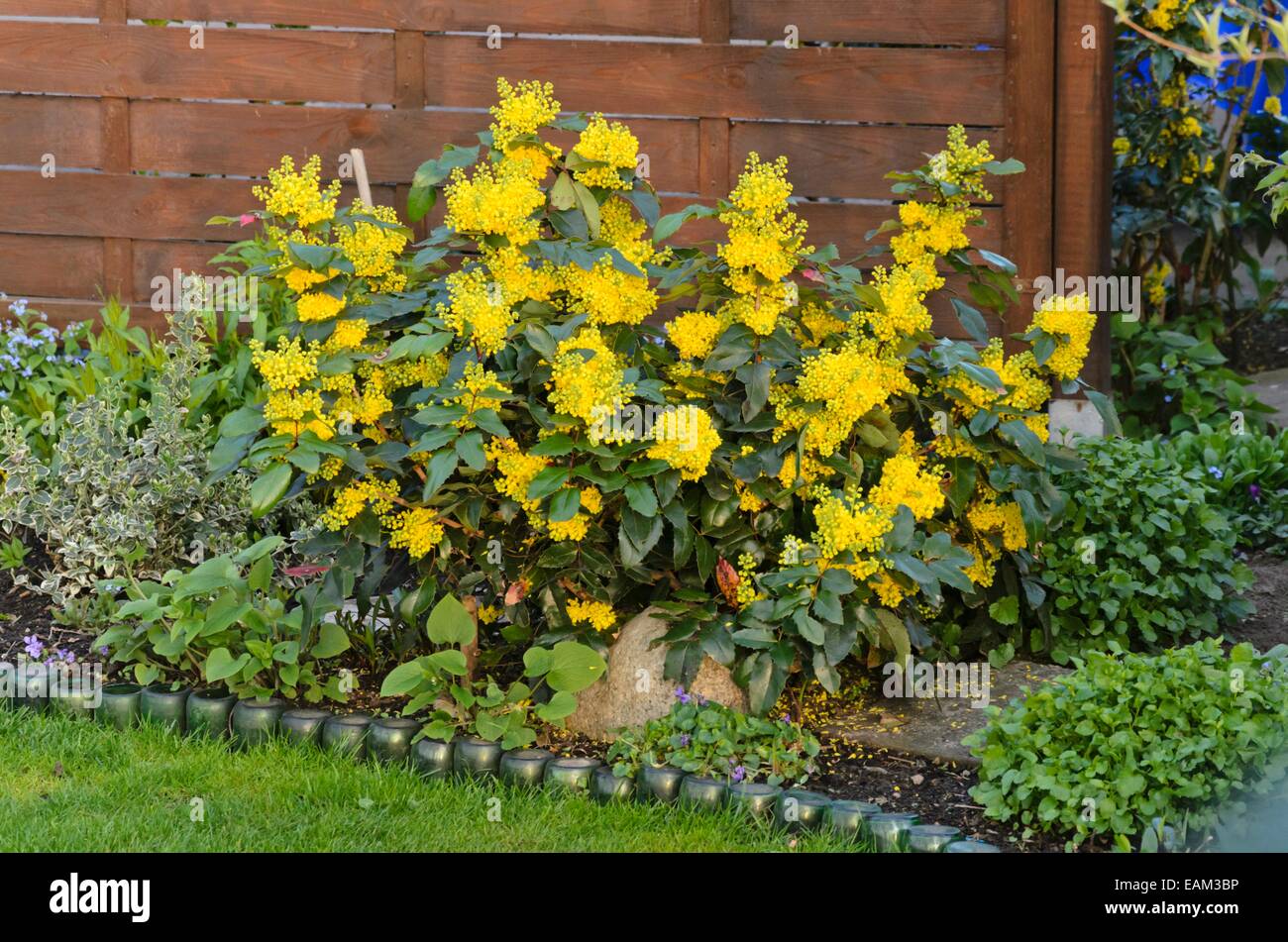 Oregon uva (Mahonia aquifolium) Foto Stock